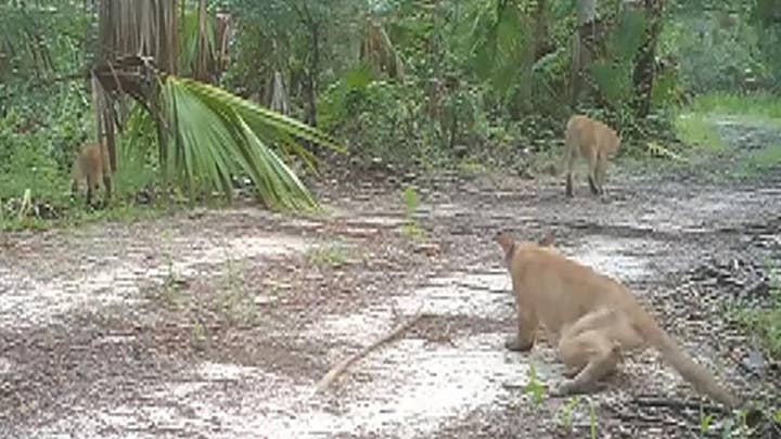 Wildlife officials share video of Florida panthers with disability