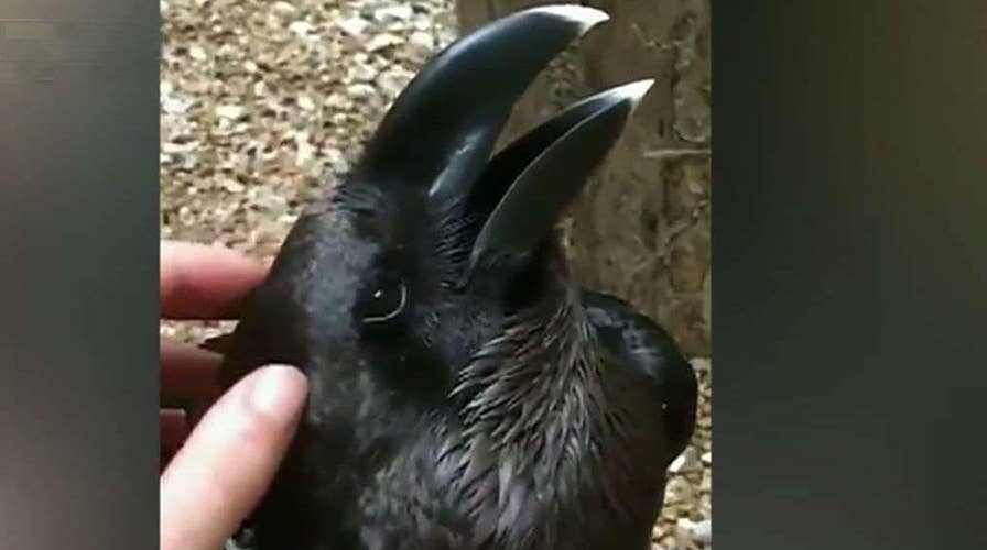 Bird or bunny? Optical illusion ruffles feathers online