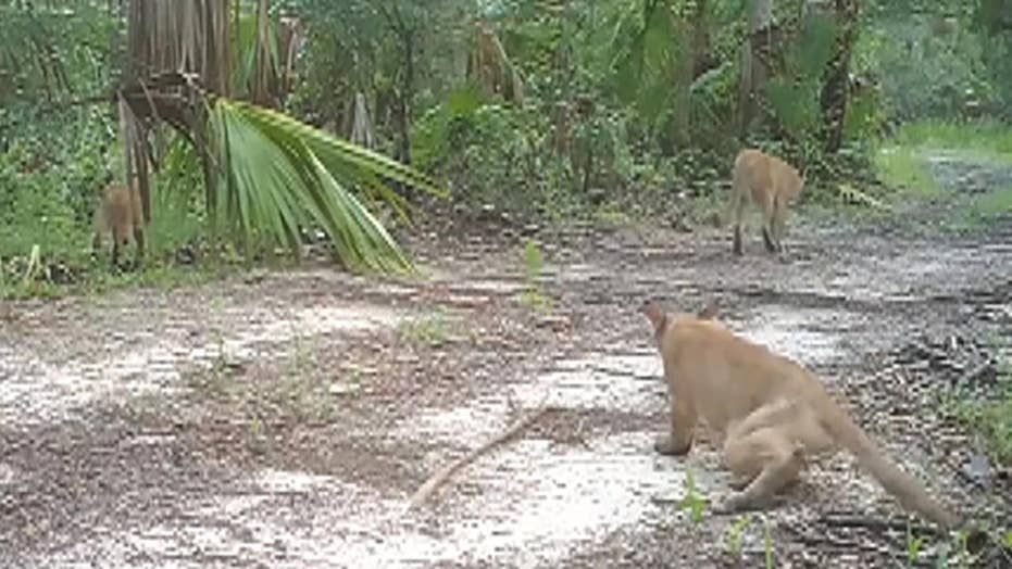 Florida Panthers Suffering From Mysterious Disorder Affecting