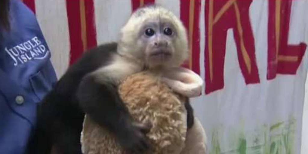 Scientists in China attempt to make a humanmonkey hybrid Fox News Video
