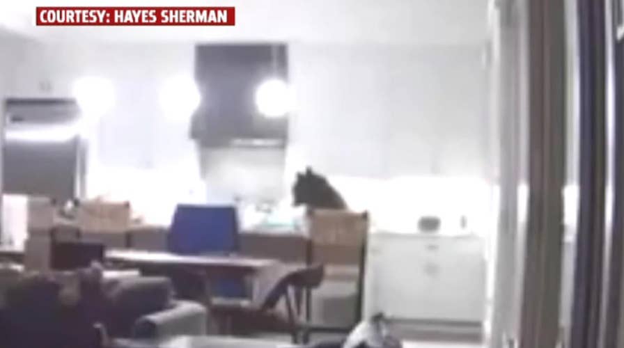 Bear breaks into vacation home in California, raids fridge