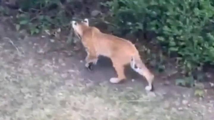 Bobcat family spotted near Utah neighborhood