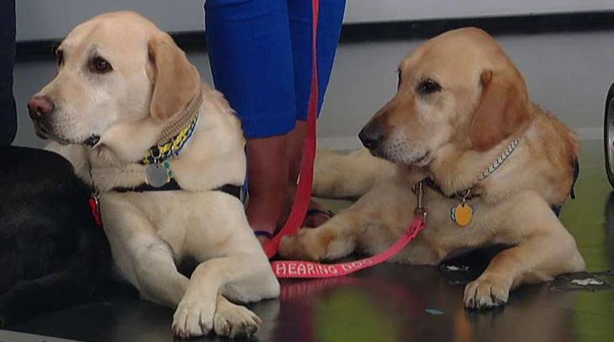 Service dogs watch'‘Fox & Friends!'