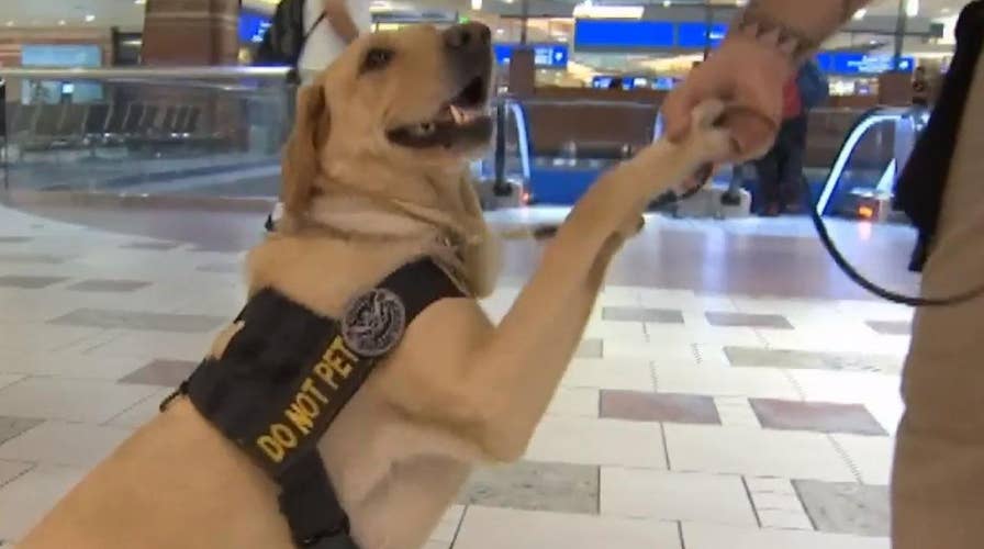 Golden lab voted cutest TSA K9 in America