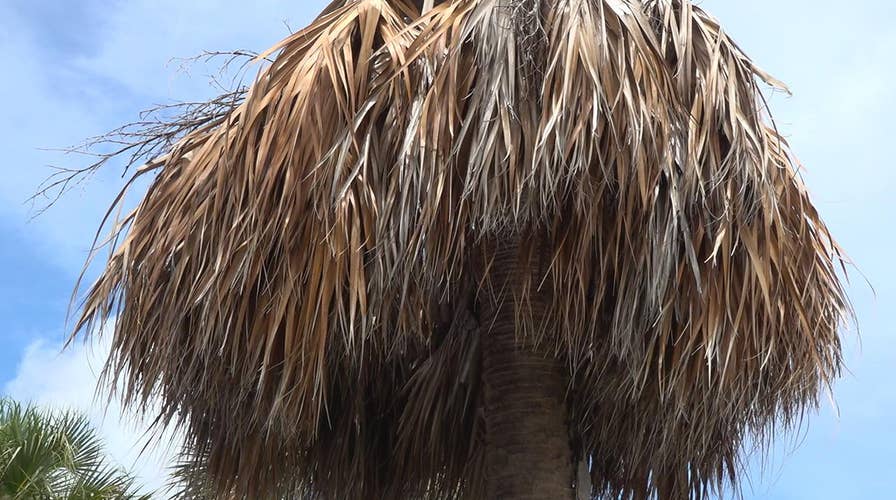 Tens of thousands of palm trees dying from bacterial disease