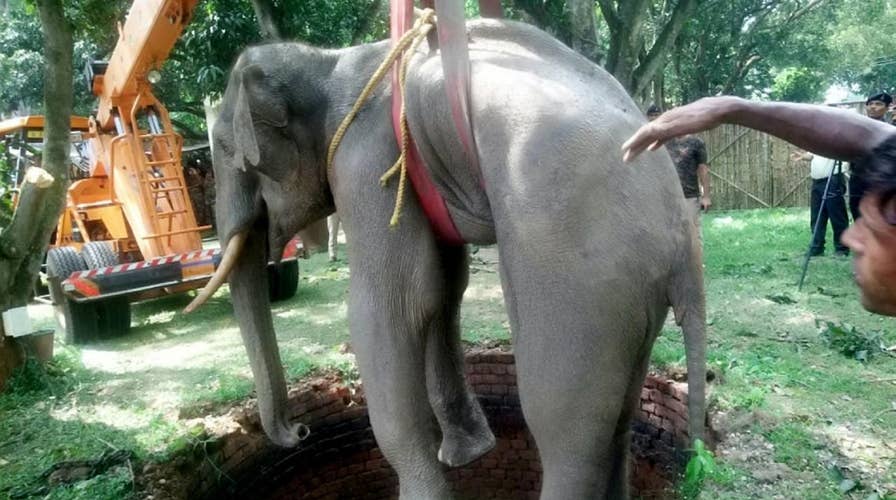 WATCH: Incredible images show elephant getting rescued from a 20-foot well in India