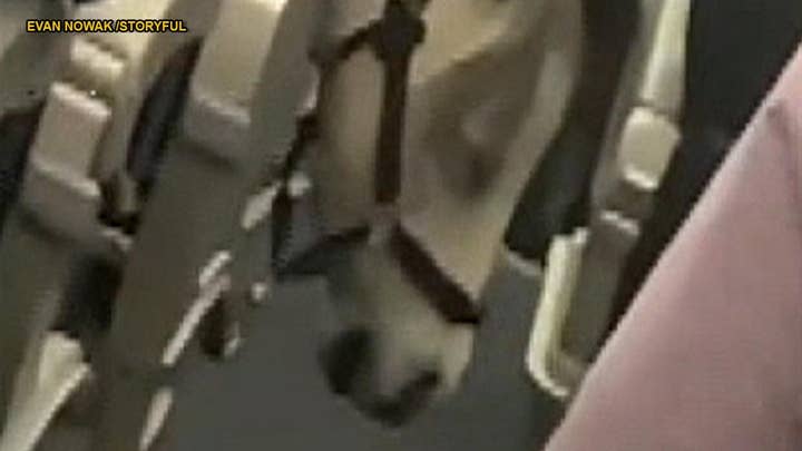 Miniature horse travels aboard domestic American Airlines flight