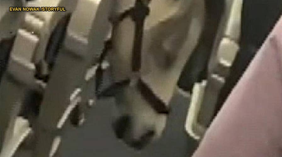 Miniature horse travels aboard domestic American Airlines flight