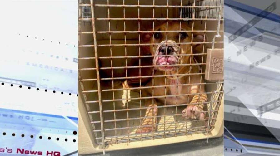 Rescue group saves homeless dogs ahead of Hurricane Dorian