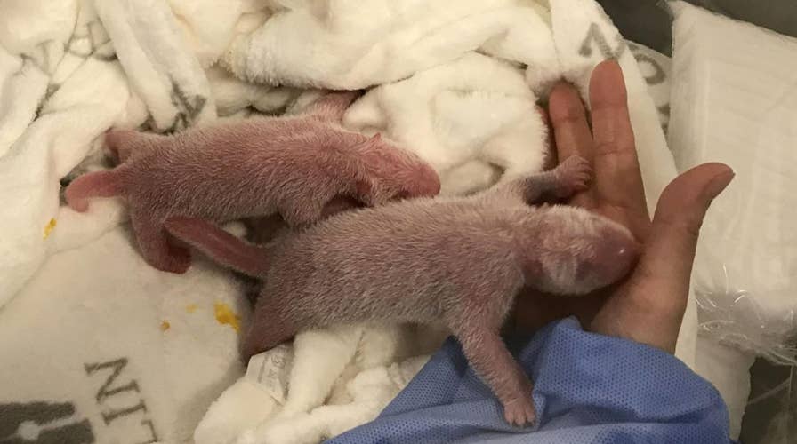 Adorable pink panda cubs born at Berlin Zoo