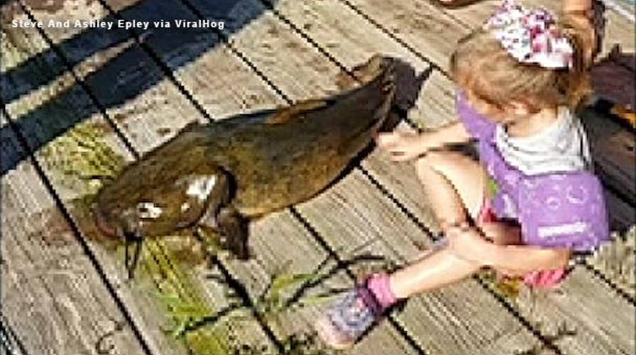 Girl, 4, reels in 'monster' 33-pound fish with mini 'Frozen' fishing pole