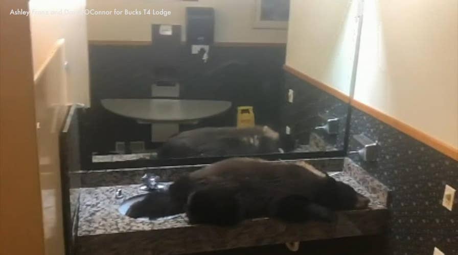 Black bear gets stuck in hotel's women's bathroom