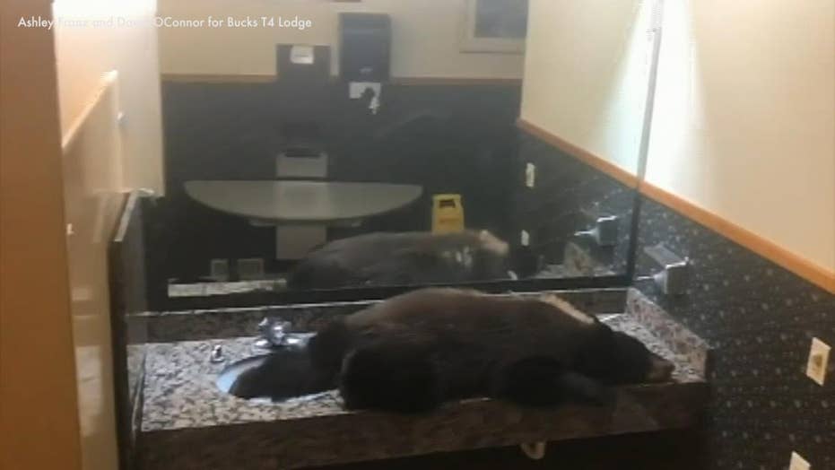 Black Bear Gets Stuck In Hotel S Women Bathroom Fox News Black Bear Gets Stuck In Hotel S Women