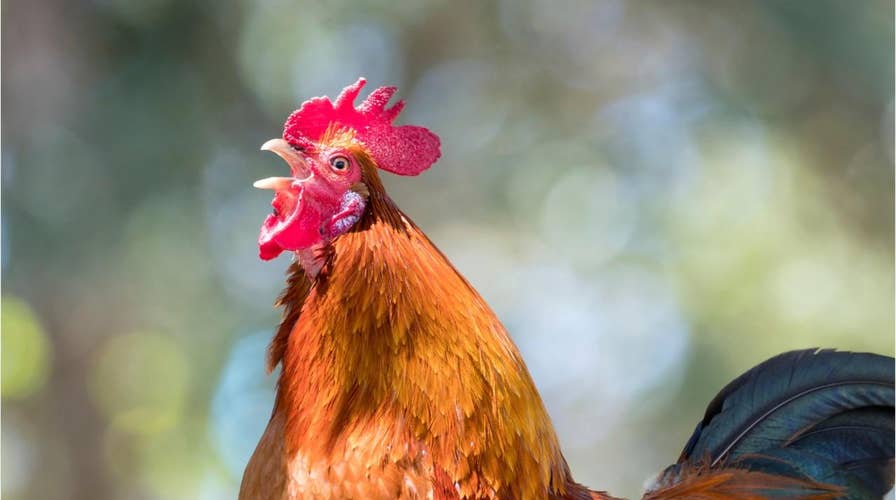 Report: Rooster pecked woman to death in 'freak' attack