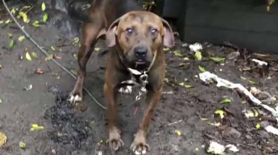 Lucky Dog Animal Rescue saves dogs from Hurricane Dorian's path