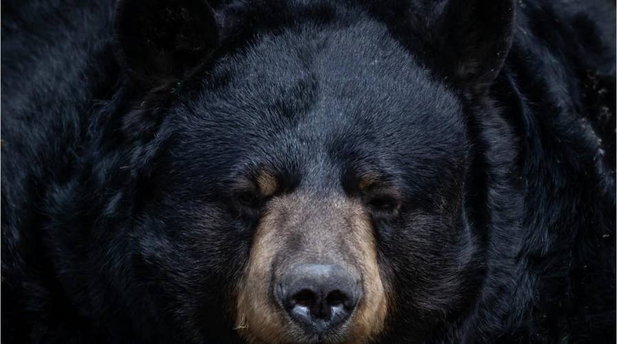 Canadian man says he pleaded with black bear during attack: 'You don't have to do this'
