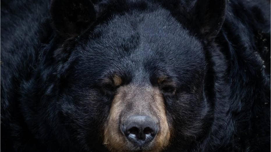 Canadian man says he pleaded with black bear during attack 'You don't
