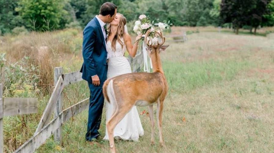 Wild deer becomes a wedding crasher and photo-bomber all at once