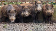 Feral hogs headed for US from Canada; wildlife officials warn of widespread damage