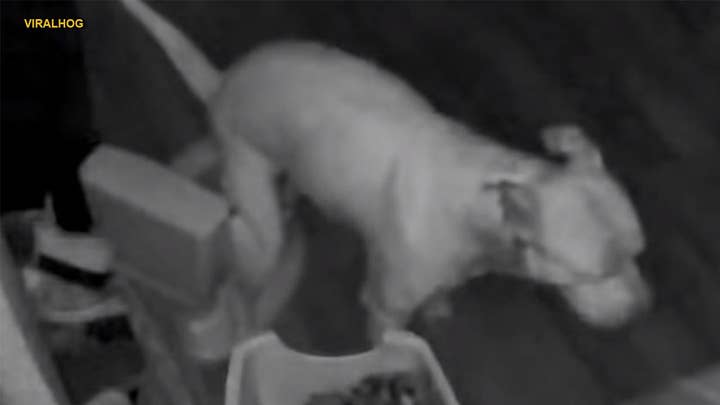 Owner discovers dog using training toilet in middle of the night