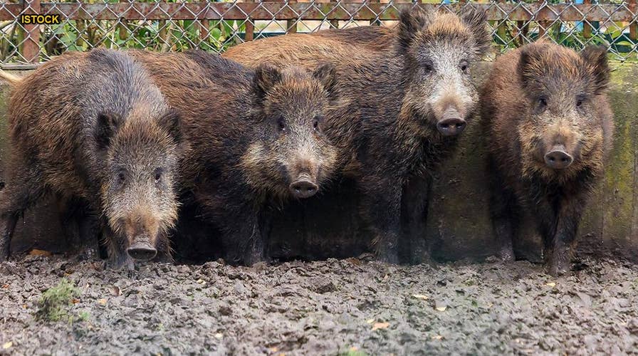 Feral pigs bound for US from Canada pose potential for 'widespread damage'