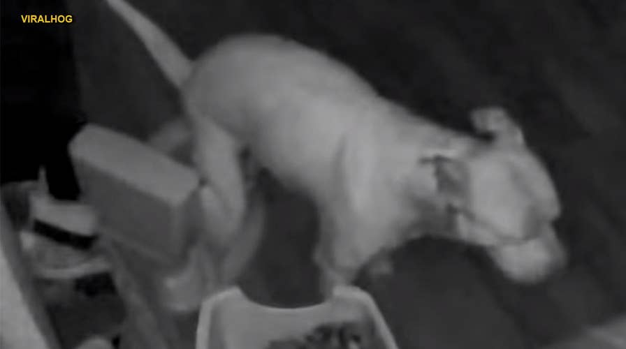 Owner discovers dog using training toilet in middle of the night