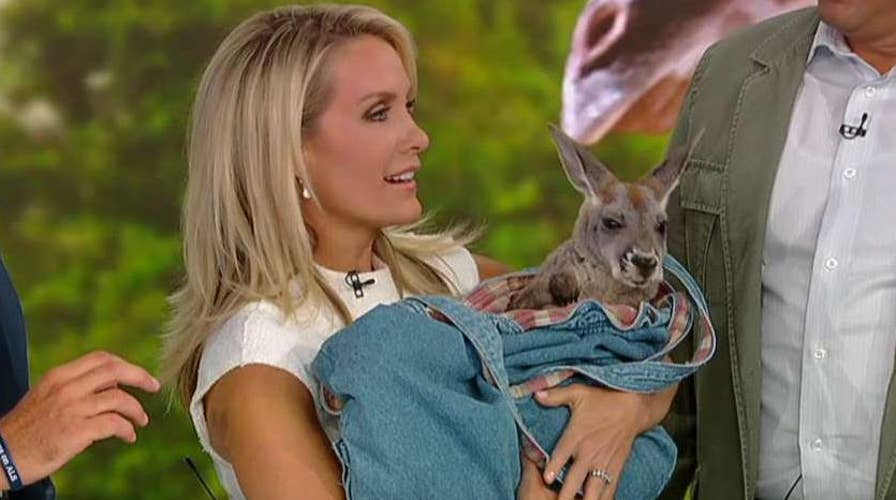 Animals Are Great! Columbus Zoo brings animals to 'The Five'