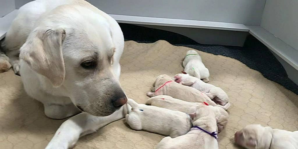 fox news spike service dog