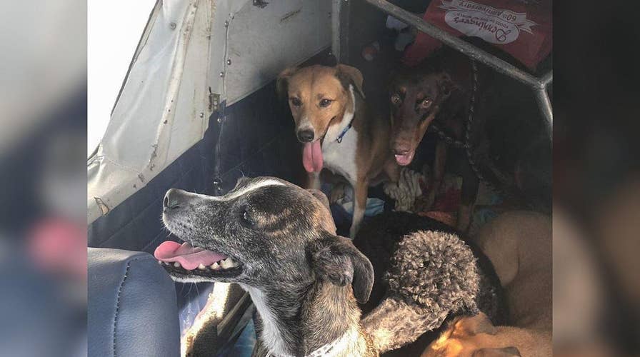 Hurricane Dorian took pets away from owners during storm