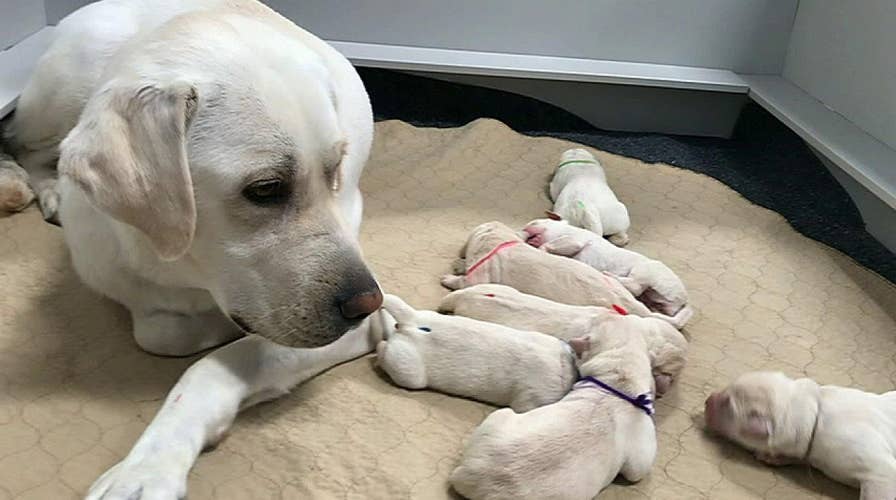 Puppy born at Canine Companions facility named after Tyrus