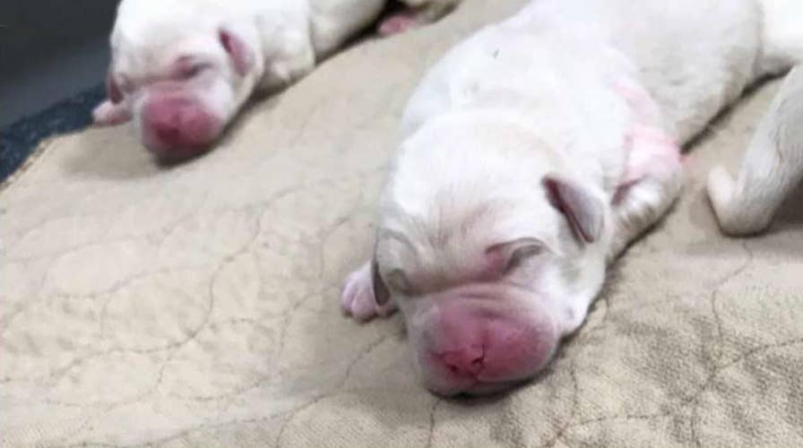 Canine Companions welcome puppy Tyrus