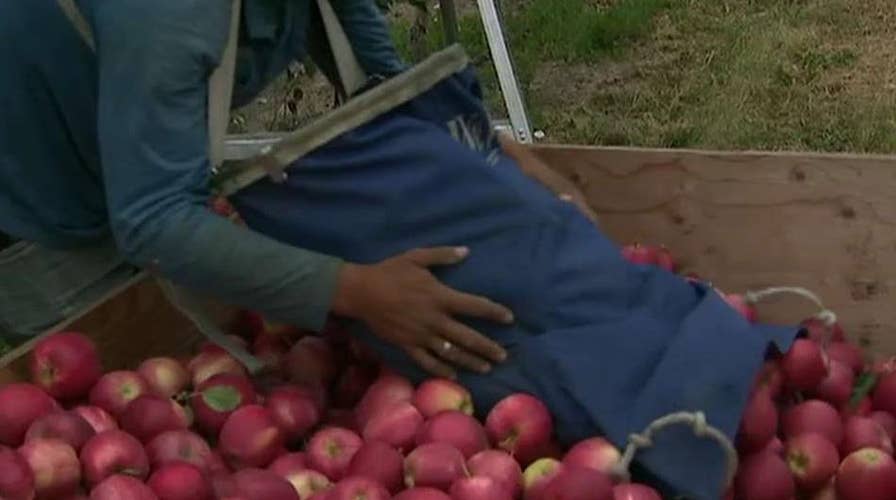 Trump administration proposes changes to visa program for foreign workers on farms