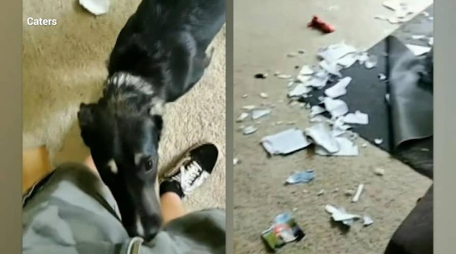 Dog caught destroying book about dog training