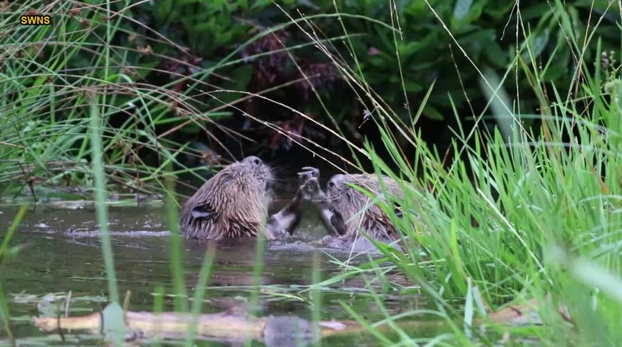 Beavers wrestling in Scottish river captured on camera