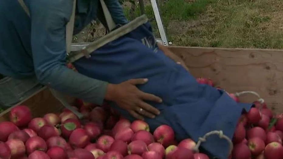 Trump administration proposes changes to visa program for foreign workers on farms