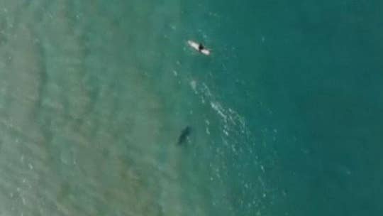 Shark circles oblivious Australian surfer in drone footage