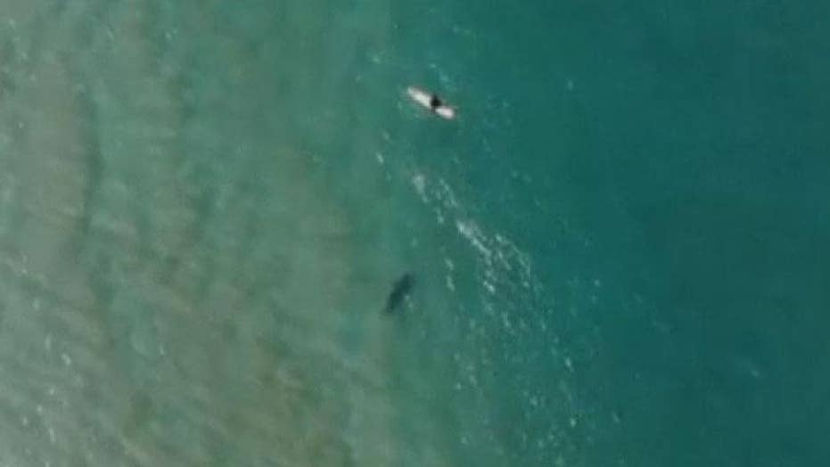 Shark circles oblivious Australian surfer drone footage | Fox News