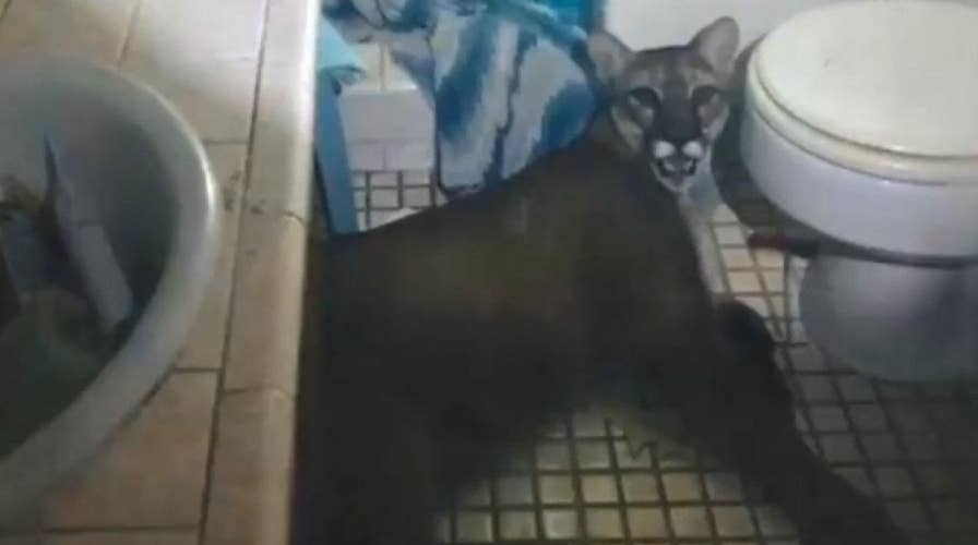 Mountain lion chases cat into California home