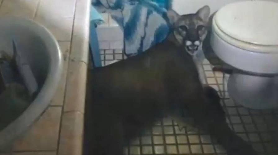 Mountain lion chases cat into California home
