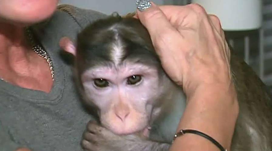 Missouri woman fighting to keep 'emotional support monkeys' on property