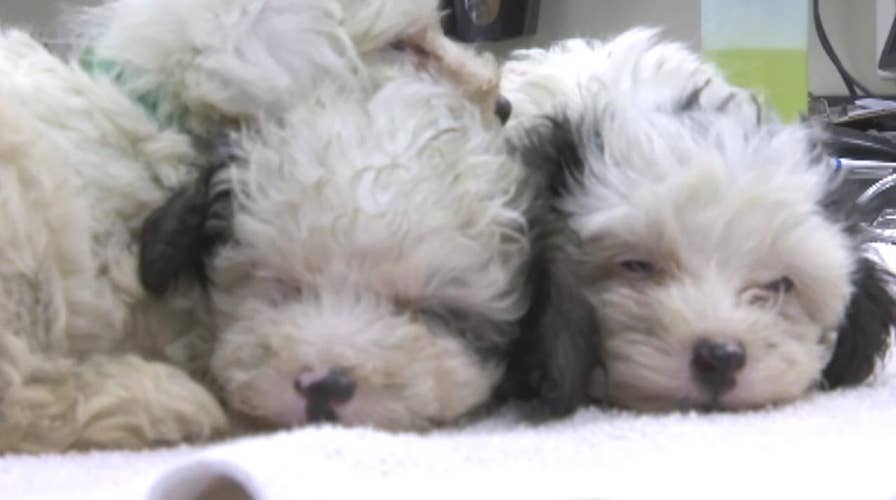 More than 300 dogs seized from breeding facility in Florida