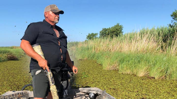 Invasive rodent making Louisiana coast more vulnerable to powerful storms