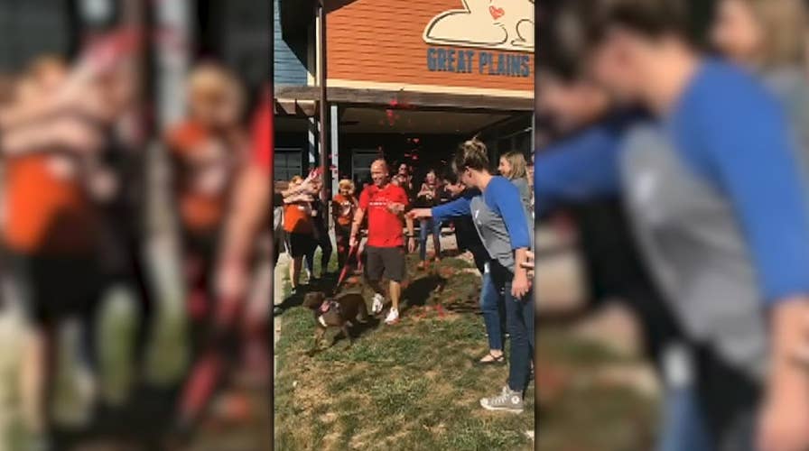 Dog that lived at shelter for over 400 days finally gets adopted after metro man moves in