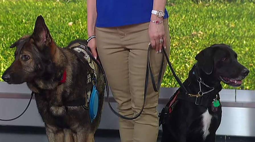 K9 Partners for Patriots gives active service members and veterans service dogs they need at no cost