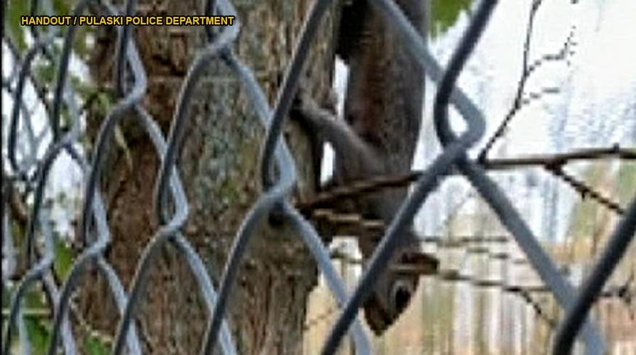 Woman guided by squirrel to help its injured baby