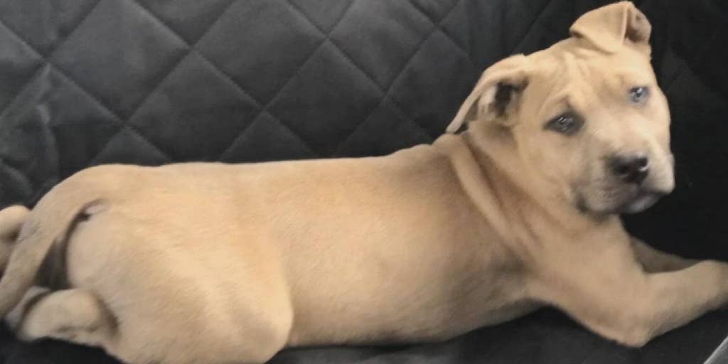 pit bull dies after protecting florida