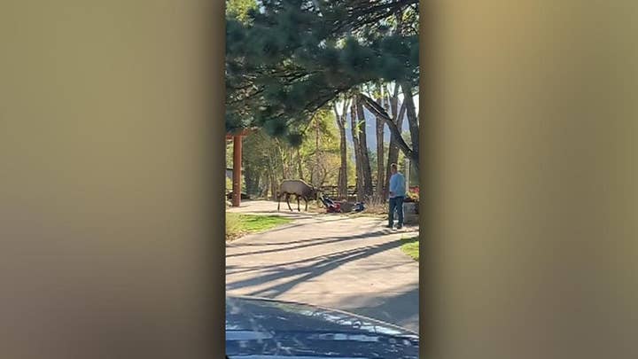 Elk attacks woman in Colorado