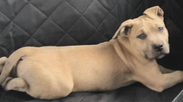 Pitbull sacrifices self to save children from venomous snake