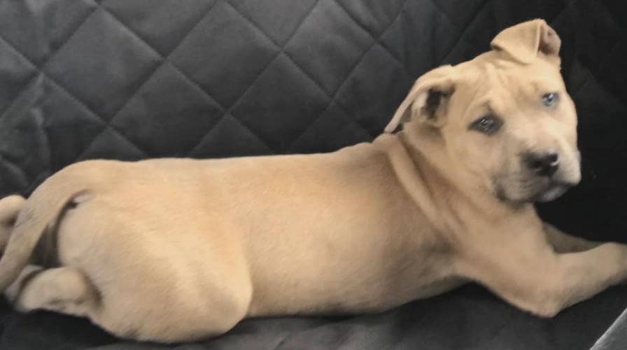 Pitbull sacrifices self to save children from venomous snake