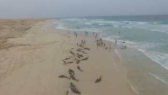 More than 130 dolphins die on island beach off West Africa in mysterious mass stranding